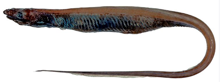 Ilyophis brunneus_03.jpg